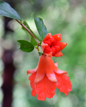 紅色的石榴花