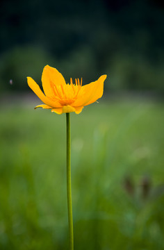 金蓮花
