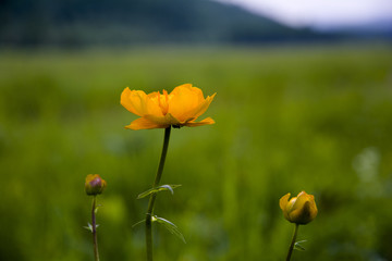 草坪野黃花