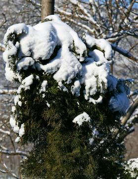 柏樹上的積雪高清圖