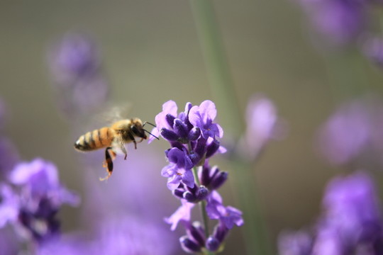 蜜蜂采蜜