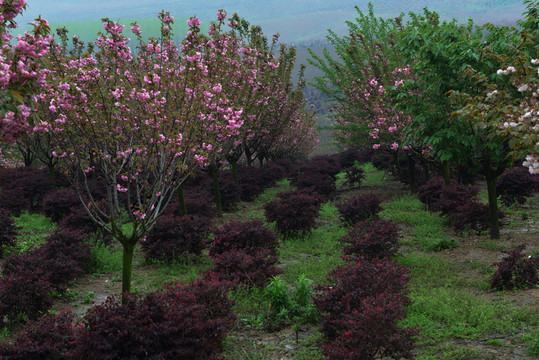 櫻花 櫻花園