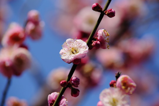梅花