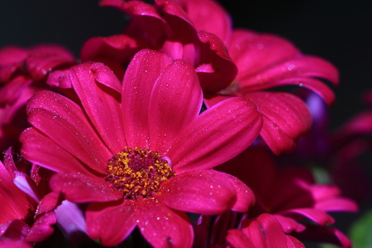 瓜葉菊