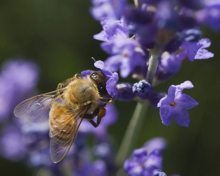 蜜蜂