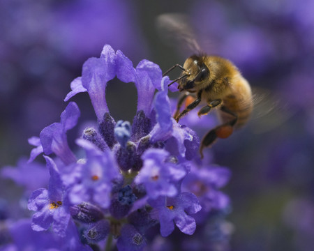 蜜蜂