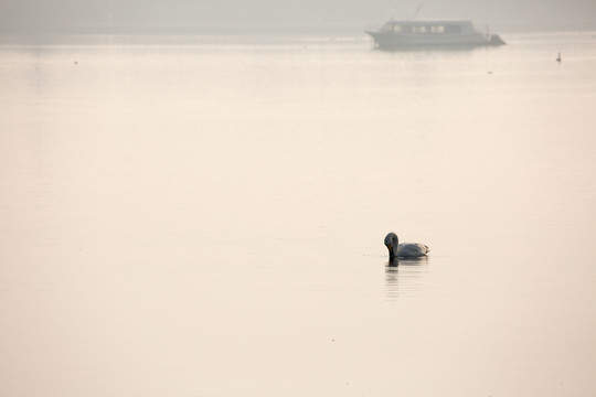 天鵝湖