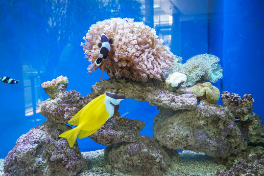 海底世界 狐貍魚