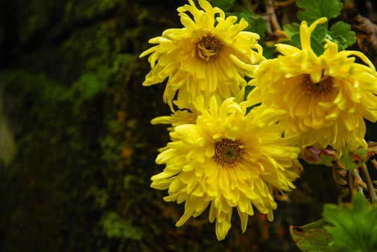 菊花近攝