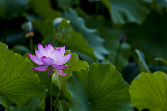 荷花