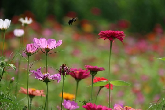 鮮花