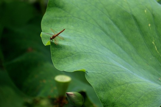 蜻蜓