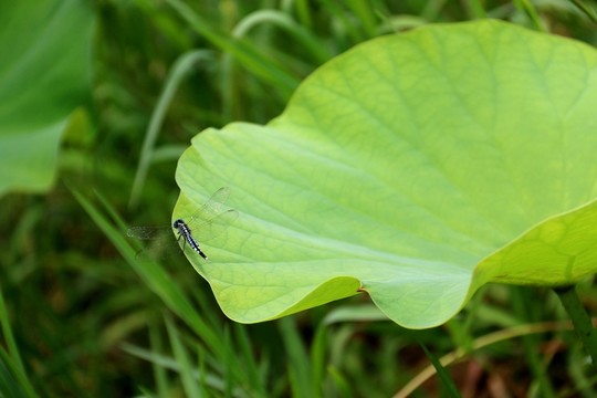 蜻蜓