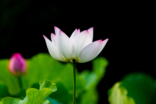 荷花