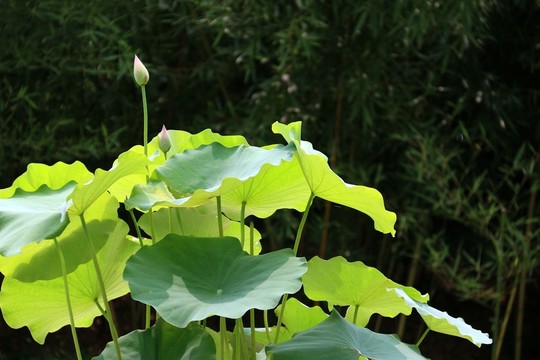 沙湖公園荷花展