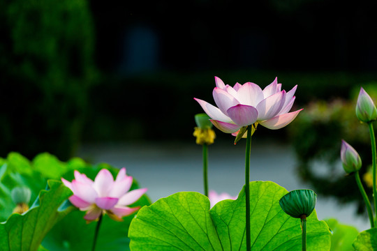 荷花