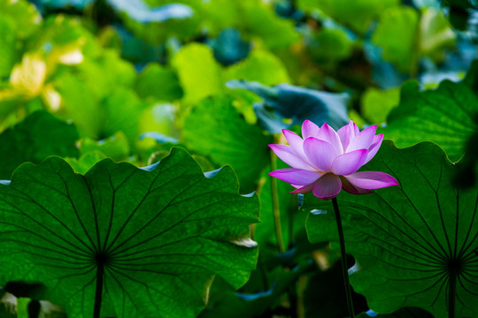 荷花