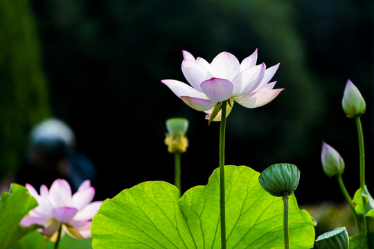 荷花