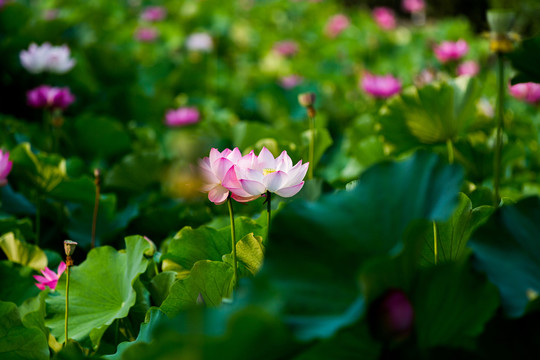 荷花