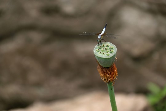 蜻蜓