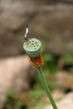 蜻蜓