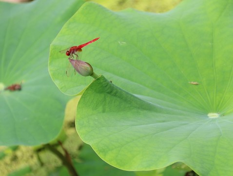 蜻蜓