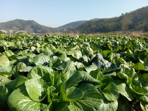 農(nóng)家菜地
