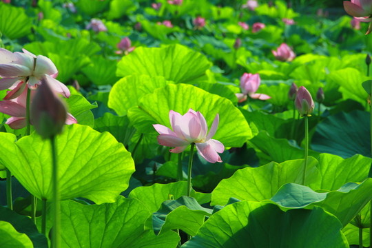 荷花池