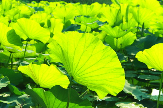 荷花池