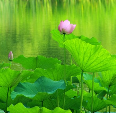 荷花