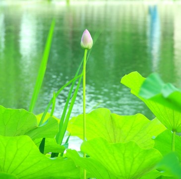 荷花