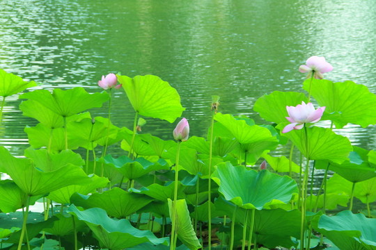 荷花