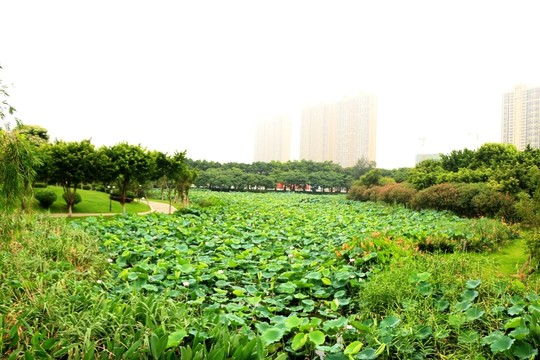 晉江綠洲公園