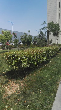 園林綠化 石楠