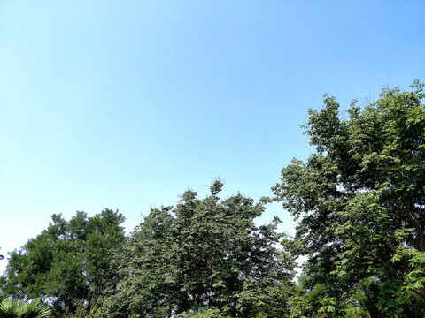 藍天樹木