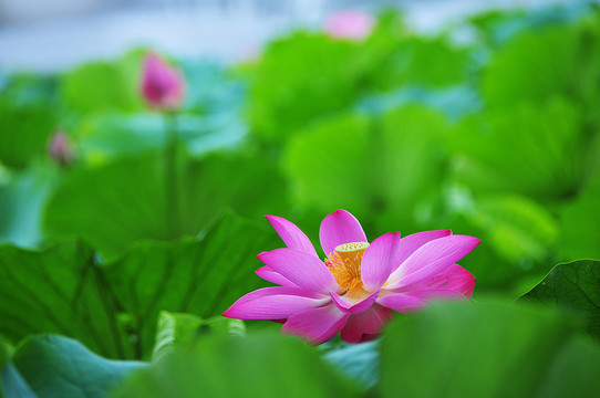 荷花