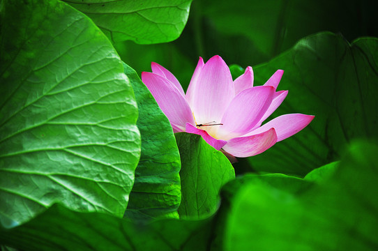 荷花