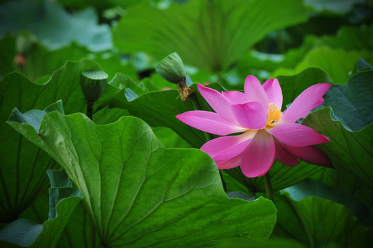 荷花
