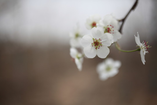 梨花