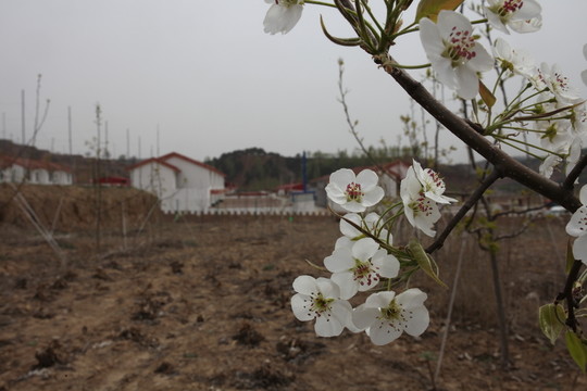 梨花