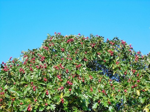 山里紅果實(shí)