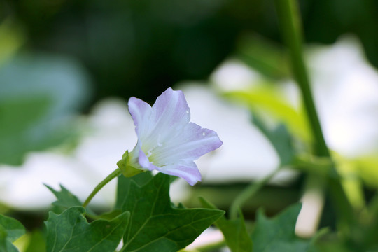 喇叭花