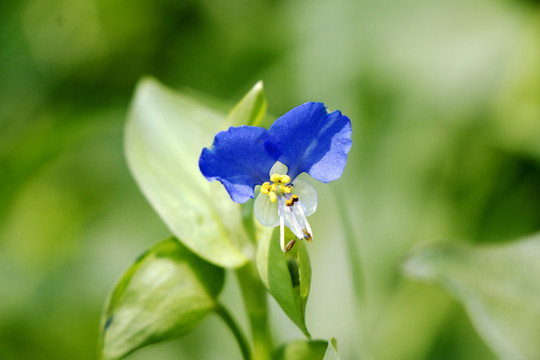蝴蝶藍(lán)