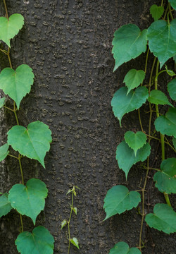 植物綠葉
