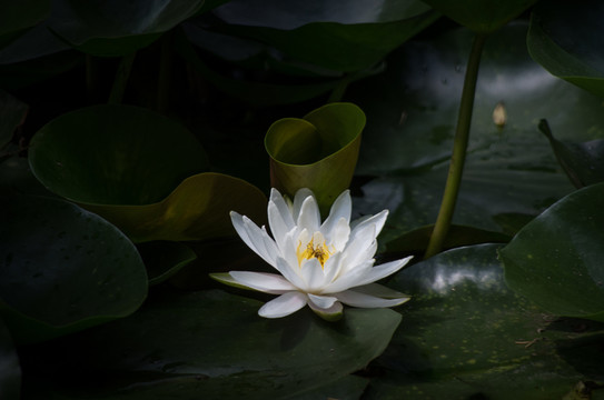 水蓮