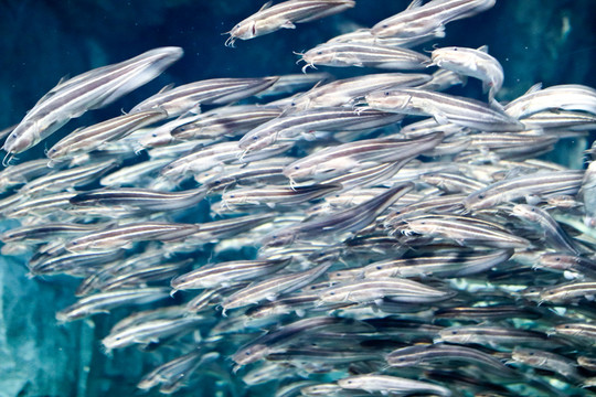 深海魚群