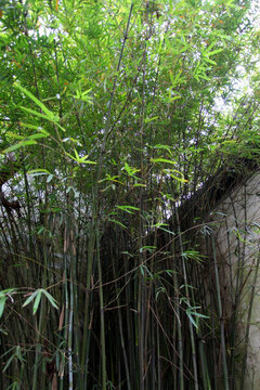 竹林 竹子