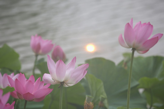 荷花