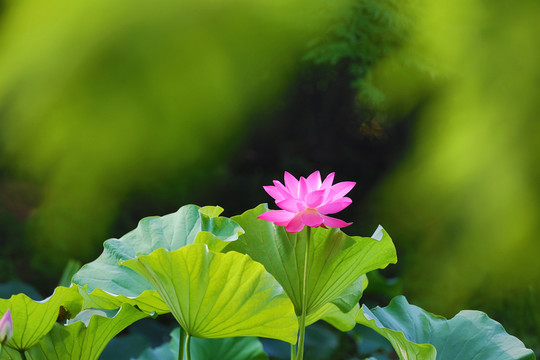 荷塘荷花