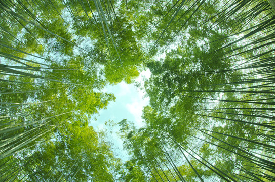 蜀南竹海